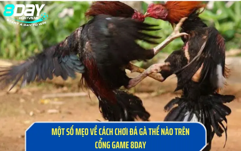 Một Số Mẹo Về Cách Chơi Đá Gà Thế Nào Trên Cổng Game 8Day