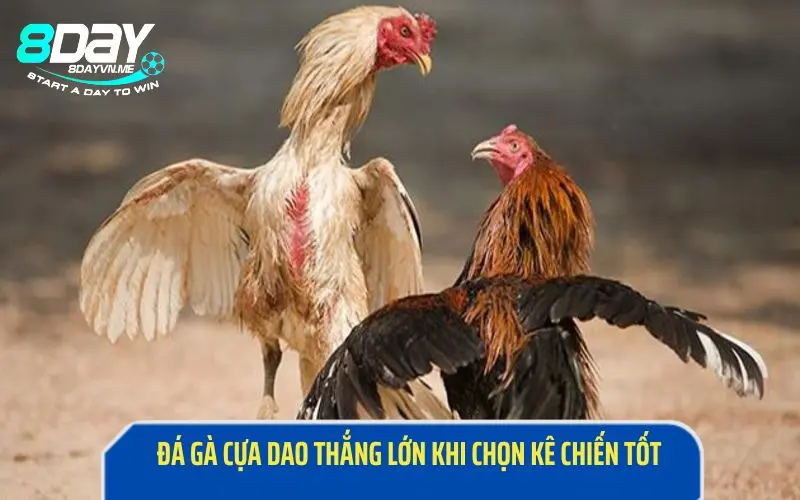 Lựa chọn chiến kê có dáng hình tốt để nâng cao khả năng thắng trong trận