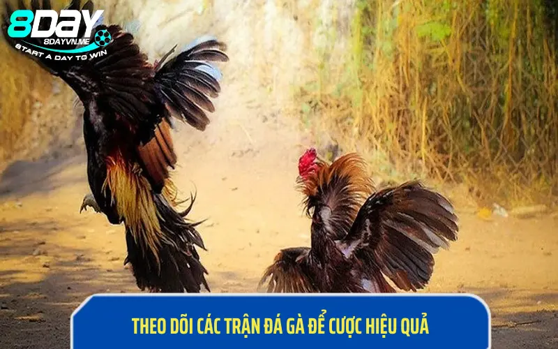 Theo dõi các trận đá gà trực tuyến để cược hiệu quả