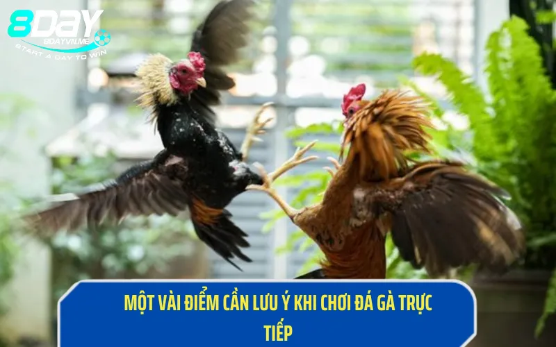 Một vài điểm cần lưu ý khi chơi đá gà trực tiếp tại 8Day