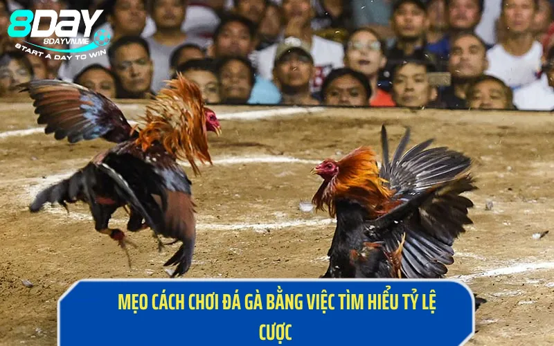 Tìm hiểu tỷ lệ cược để biết cách chơi đá gà thế nào